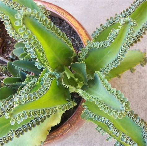 Mother of Thousands | Star Nursery Garden and Rock Centers