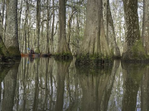 Chicot State Park beautiful canoe trails | The Heart of Louisiana