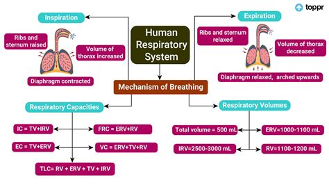 Respiratory Tract Concept Map