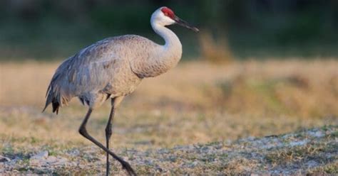 Types of Crane Birds - IMP WORLD