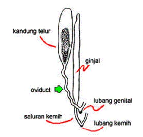 Sistem Reproduksi Ikan