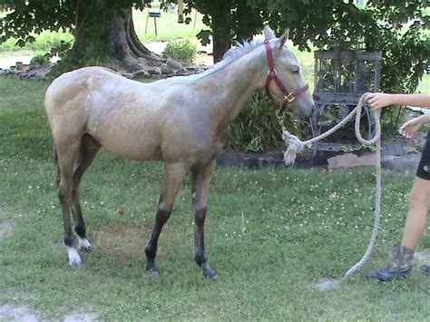 is my foal a silver buckskin?