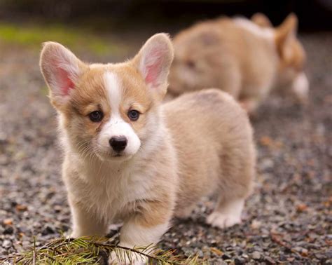 Corgi Puppies Tampa