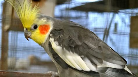 Cockatiel Care: A Beginners Guide To Food, Habitat, Raising