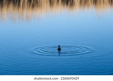 Cormorant Diving: Over 3,033 Royalty-Free Licensable Stock Photos ...