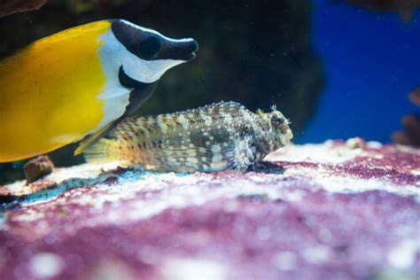 Lawnmower Blenny: Diet, Reef Compatibility, Tank Size & More