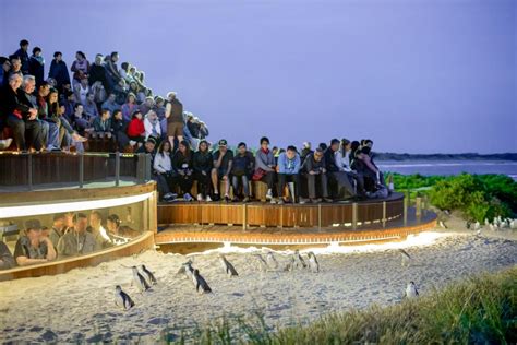 [Eco Tour] Phillip Island Nature Parks Penguin Parade Tickets ...