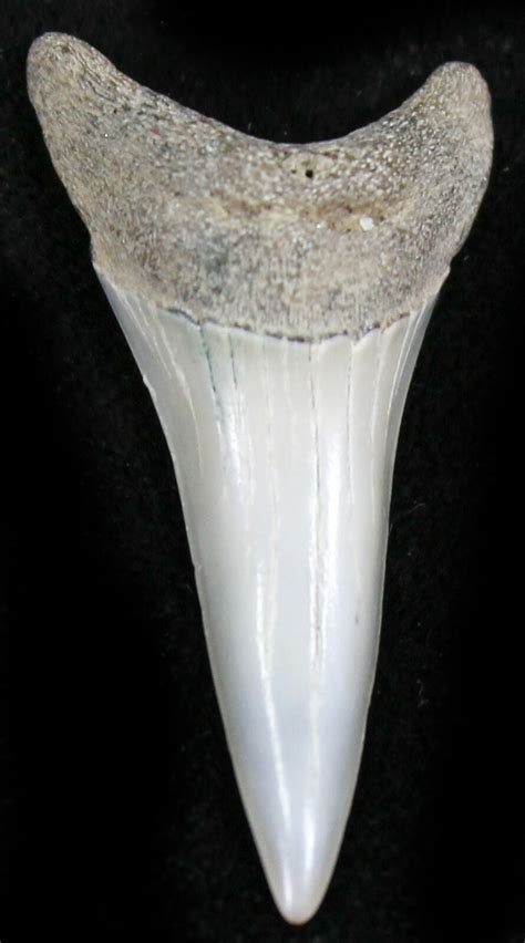 1.49" Fossil Mako Shark Tooth - Virginia For Sale (#26699) - FossilEra.com