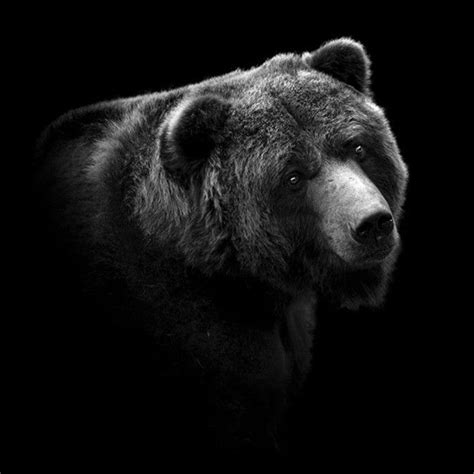 Amazing Black And White Animal Photography By Lukas Holas | Animals black and white, Black and ...