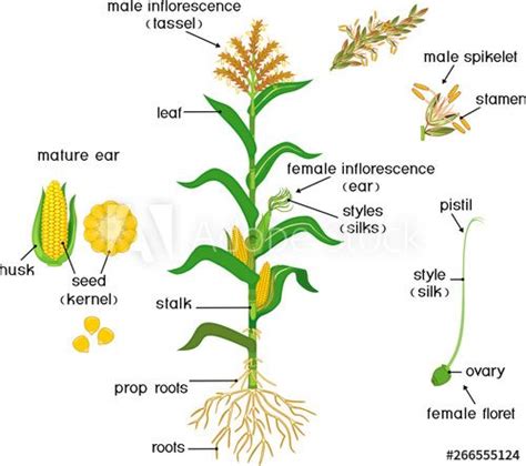 Parts of plant. Morphology of corn (maize) plant with green leaves, root system, fruits and ...