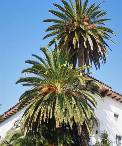 Canary Island Date Palm – Santa Barbara Beautiful