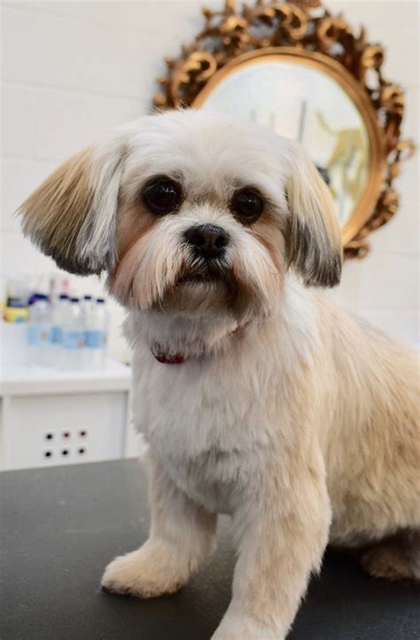 Boo the Lhasa Apso Dog Grooming Salons, Lhasa Apso, Photo Galleries, Gallery, Dogs, Animals ...