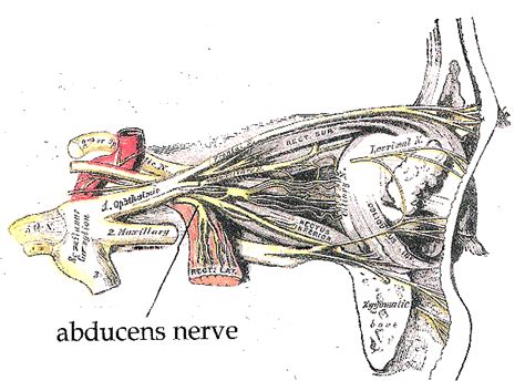 Abducent Nerve | Brain Made Simple