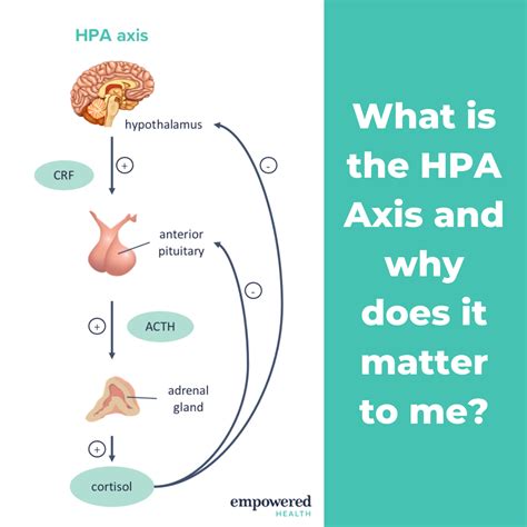 What is the HPA Axis? Part 1 - Empowered Health Institute