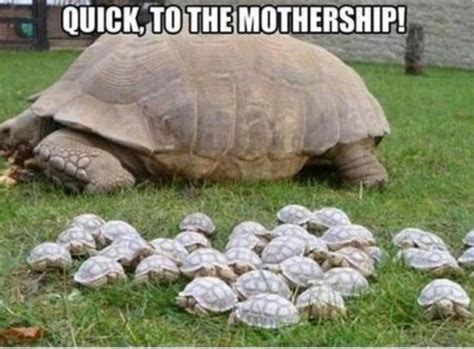 Funny pictures | Cute animals, Baby tortoise