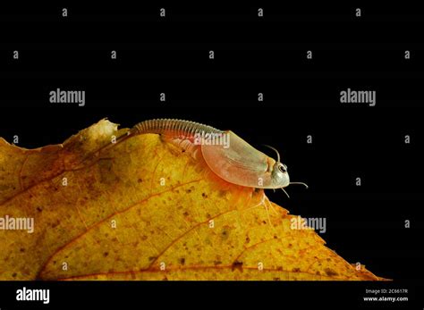 American tadpole shrimp or rice tadpole shrimp hi-res stock photography ...