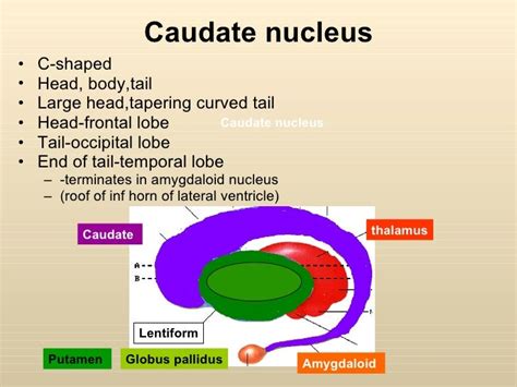 Caudate Nucleus Anatomy - Anatomical Charts & Posters