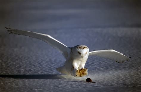 Predators are the main drivers of the Arctic tundra food chain ...