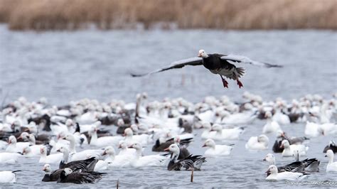 Incoming! | Snow Geese at Loess Bluffs National Wildlife Ref… | Flickr