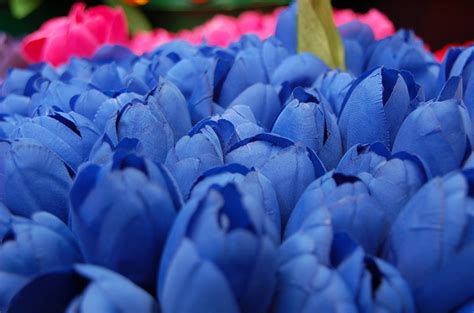 blue tulips | Free stock photos - Rgbstock - Free stock images | r0bvl | November - 18 - 2013 (137)