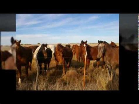 The horses of the 6666 Ranch - YouTube