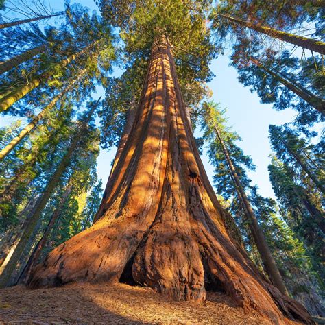 If seeing the biggest tree in the world is on your bucket list, head to ...