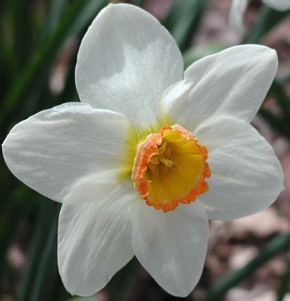 Found on Bing from margaretsgarden.wordpress.com | Narcissus, Narcissus flower, Daffodil flower