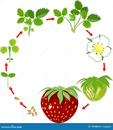 Life Cycle Of Strawberry - markanthonystudios.net