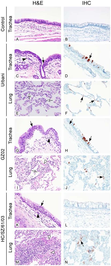 Histological changes and virus tropism in the respiratory tract of... | Download Scientific Diagram