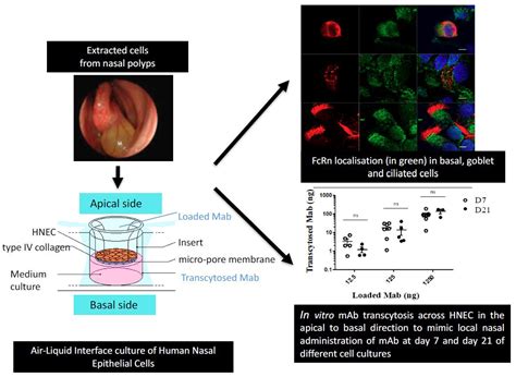 IJMS | Free Full-Text | FcRn-Dependent Transcytosis of Monoclonal Antibody in Human Nasal ...