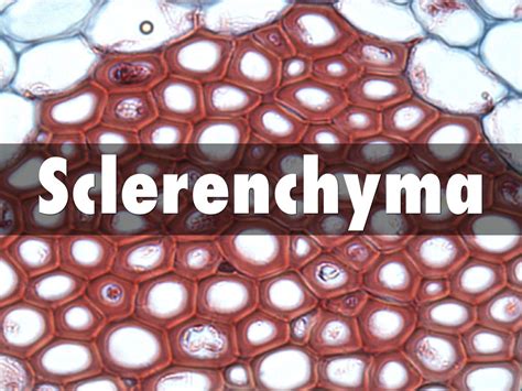 Sclerenchyma by Jordan Thithavong