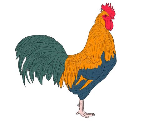 Share 151+ rooster drawing easy latest - seven.edu.vn