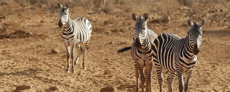 Tsavo West National Park Safari | Fees, Tours, Prices [2024]