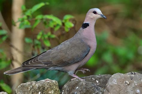 Red-eyed Dove – Holmen Birding Safaris