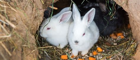 Top 9 Animals That Burrow Underground - AZ Animals