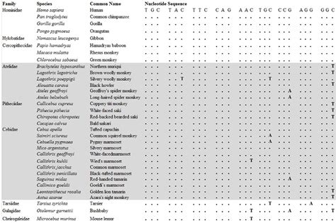 Figure 1 from Molecular Variation in AVP and AVPR1a in New World Monkeys (Primates, Platyrrhini ...