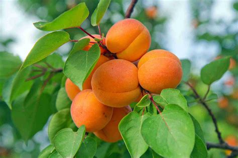 Fireball™ Apricot (full size tree) - PlantNet® Australia