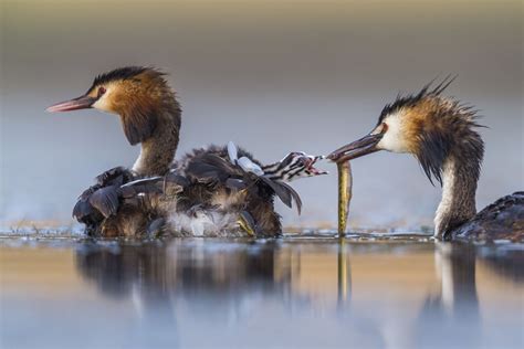 Winners of Wildlife Photographer of the Year 2020 - The Atlantic