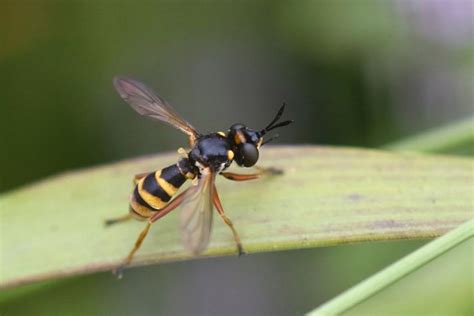 Conops quadrifasciatus - Observation NB-3271624 - Naturbasen