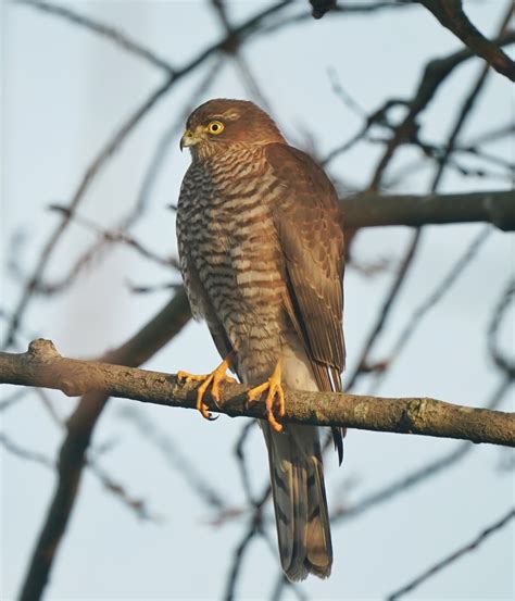 Eurasian Sparrowhawk | BirdForum