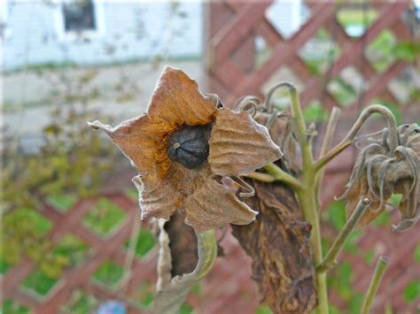 Photo of the seed pods or heads of Hybrid Hardy Hibiscus (Hibiscus ...