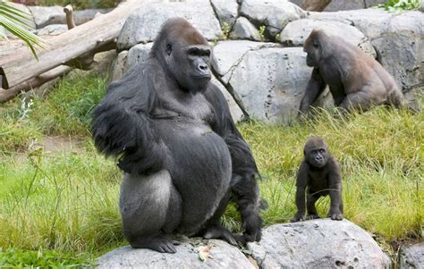 Gorilla | San Diego Zoo Animals & Plants