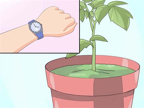 How to Grow Moss: 15 Steps (with Pictures) - wikiHow