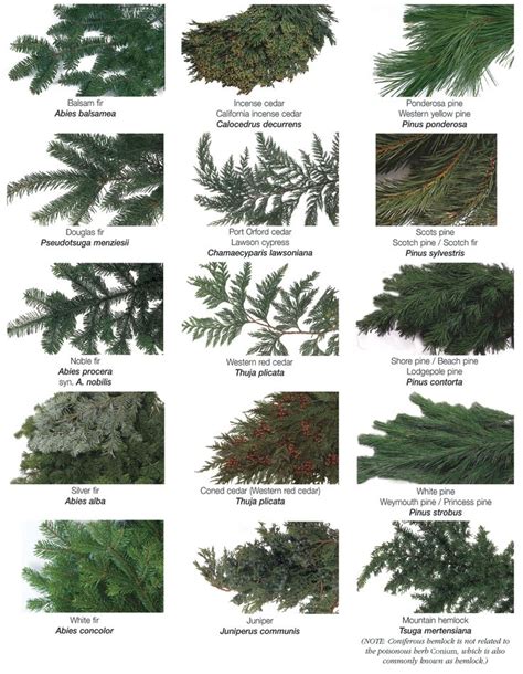 84 best Fresh Greenery Identification images on Pinterest | Greenery ...