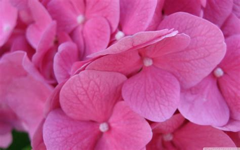 Pink Hydrangea Wallpapers - Wallpaper Cave