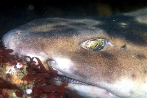 Swell Shark – "OCEAN TREASURES" Memorial Library