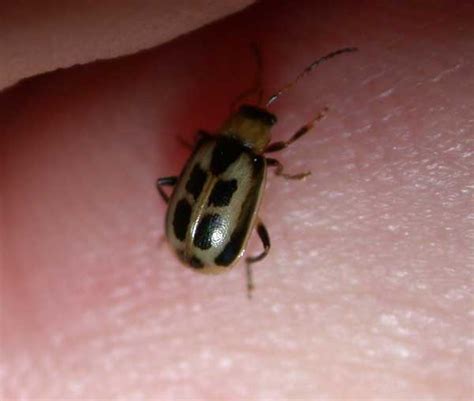 Bean Leaf Beetle - Insect ID