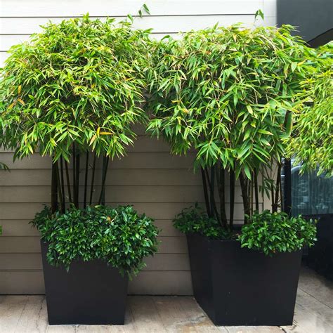 Black Bamboo Plants for Sale | BrighterBlooms.com