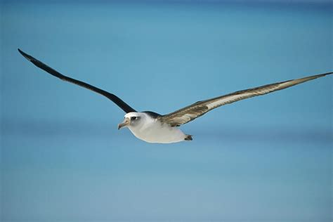 Laysan Albatross Midway Atoll Hawaii Photograph by Tui De Roy - Fine Art America