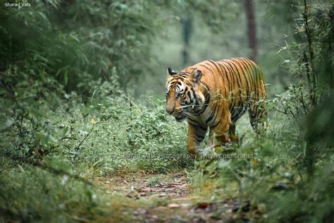 Pench National Park Wildlife & Tiger Image Gallery